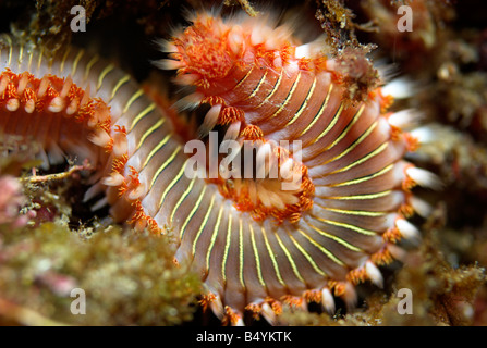 Barbuto fireworm o bianco worm tufted Hermodice carunculata closeup subacquea Foto Stock