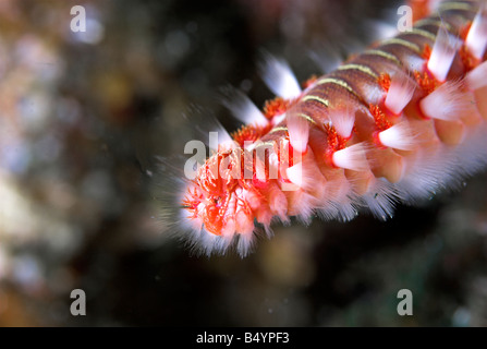 Barbuto fireworm o bianco worm tufted Hermodice carunculata closeup subacquea Foto Stock