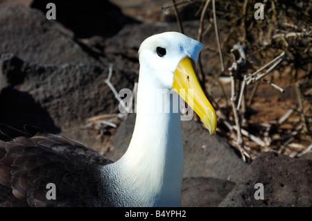 Sventolato Albatros Diomedea irrorata isole Galapagos Ecuador America del Sud Foto Stock