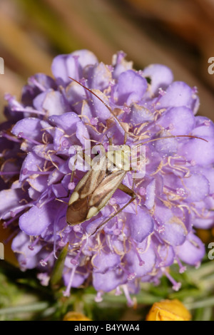 Lucerna plantbug Adelphocoris lineolatus Miridae sul diavolo s bit scabious Succisa pratensis REGNO UNITO Foto Stock