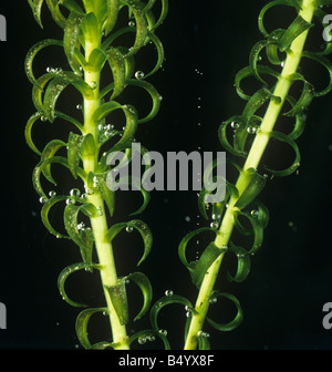 Lenticchia d'acqua Elodea sp dando fuori delle bolle di ossigeno in presenza di luce solare Foto Stock