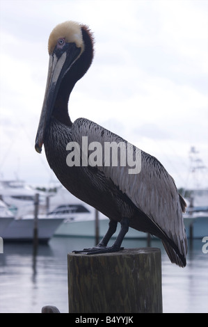 Un pellicano appollaiato su un impilamento in una marina. Foto Stock