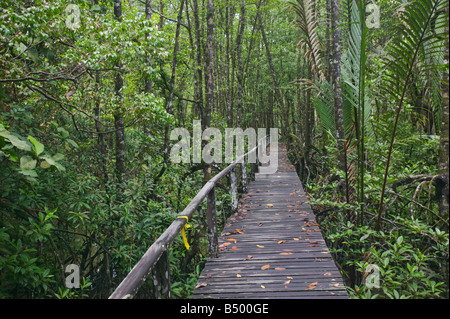 Un sentiero attraverso le mangrovie in Similajau National Park nr Bintulu Sarawak Malaysia Foto Stock