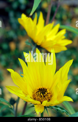 HELIANTHUS MAXIMILIANI metà ottobre Foto Stock