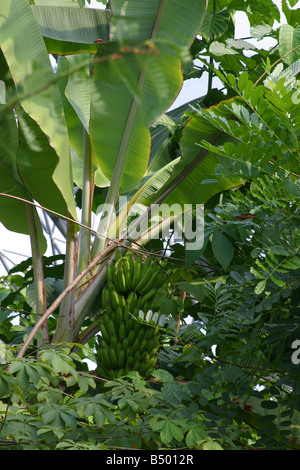 Banani, palme verdi a Eden Project. Cornovaglia UKvertical. 31318 Eden Foto Stock