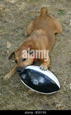 Un Parsons Jack Russell Terrier incroci di cane giocando con una palla da rugby Foto Stock