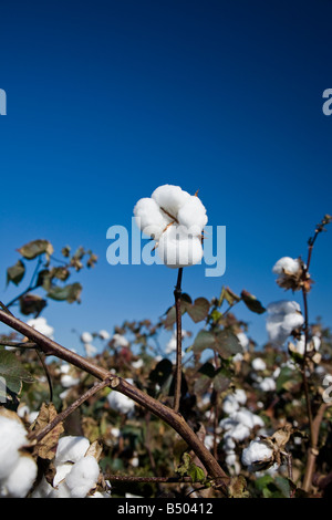 Bianco soffice fiore di cotone in un campo di cotone contro un cielo blu. Foto Stock