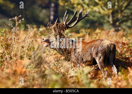 Red Deer Cervus Elaphus Stag in piedi in Bracken ruggente Richmond Park London Foto Stock