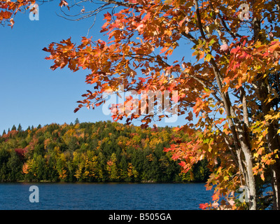 Autunno rosso con foglie di acero lungo il st John fiume fiume saint john in New Brunswick Canada Foto Stock