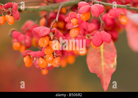 Albero del mandrino (Euonymus europaea) frutti in autunno Foto Stock