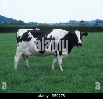 Holstein Frisone mucca mungitura sul buon pascolo estivo Devon Foto Stock