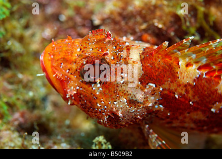 Scorfani o a Madera il pesce Scorpaena maderensis underwater Foto Stock