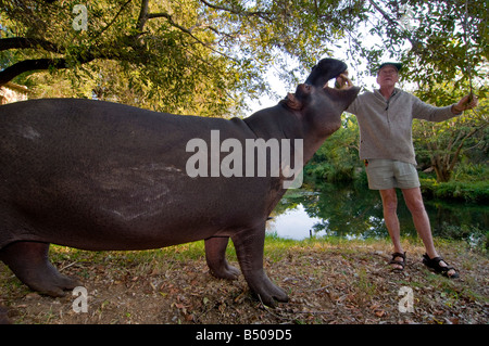 Hippo Jessica, Hoedspruit, Limpopo, Sud Africa Foto Stock