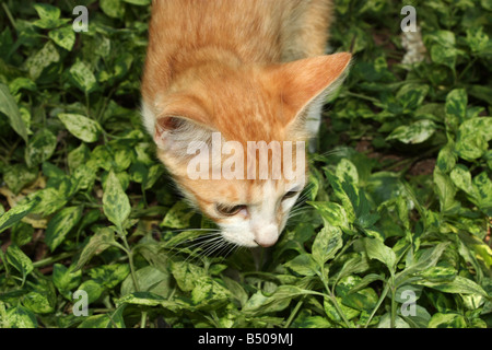 Un gatto marrone alla ricerca di preda in foglie Foto Stock