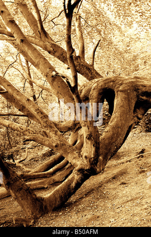 Albero caduto vicino al lago Gormire a Sutton Bank North Yorkshire Foto Stock