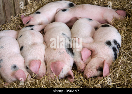 Gloucester Old Spot di suinetti di dormire a Cotswold Farm Park, vicino Guiting Power, Gloucestershire Foto Stock