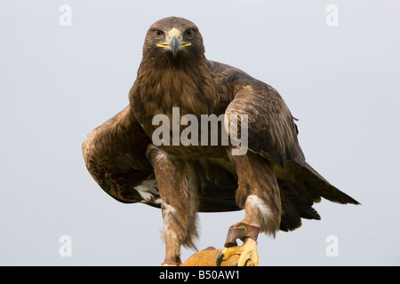 Un golden eagle posatoi su una mano i falconieri Foto Stock