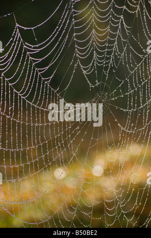 La rugiada-coperto spider web in Early Morning Light Foto Stock