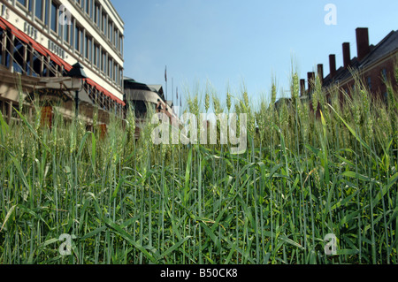 Il frumento alimenti Consiglio visualizza un live campo di grano di circa un quarto di acro in dimensione Foto Stock