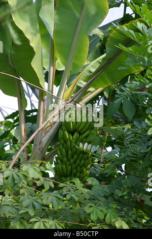 Banani, palme verdi a Eden Project. Cornwall Regno Unito verticale. 31319 Eden Foto Stock