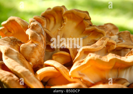 Grande fungo alla base di una quercia. Foto Stock