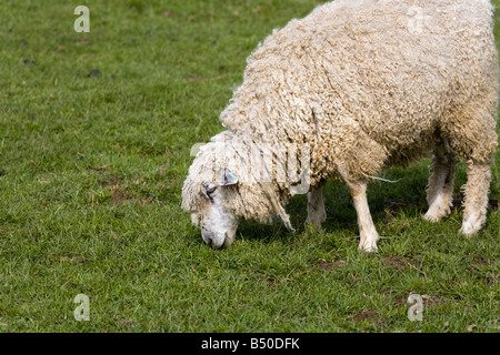 Un tradizionale Cotswold pecore conosciuta come la Cotswold Lion a Cotswold Farm Park, vicino Guiting Power, Gloucestershire Foto Stock