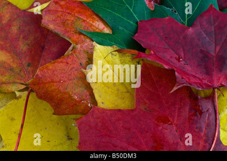 Rosso e giallo i colori autunnali di platano color maple leaf lascia leafs Foto Stock