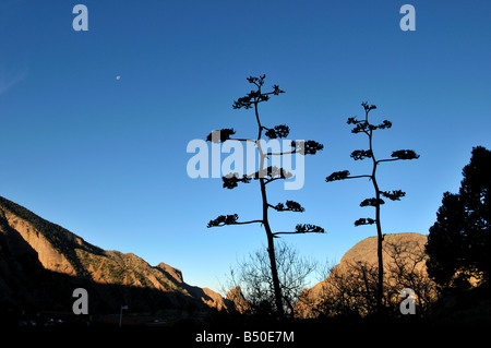 Il paesaggio del deserto. Parco nazionale di Big Bend, Texas, Stati Uniti d'America. Foto Stock