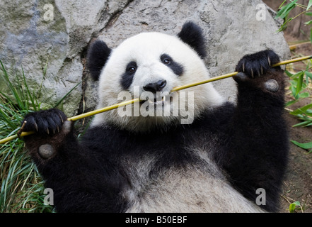 Adulto orso panda (Ailuropoda melanoleuca) Foto Stock