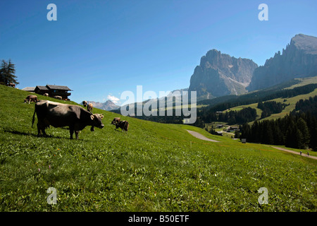 Le mucche al pascolo in pascolo a Alpe di Siusi Alto Adige Italia Foto Stock