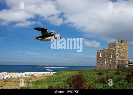 Un Puffin - Fratercula arctica - con un becco pieno di cicerelli, sorvolando le isole farne. Foto Stock