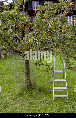 Albero di mele in Orchard Foto Stock