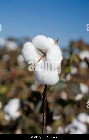 Bianco soffice fiore di cotone in un campo di cotone contro un cielo blu. Foto Stock