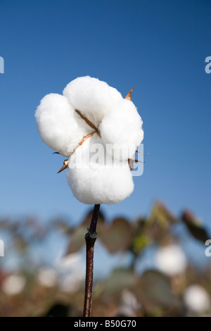 Bianco soffice fiore di cotone in un campo di cotone contro un cielo blu. Foto Stock