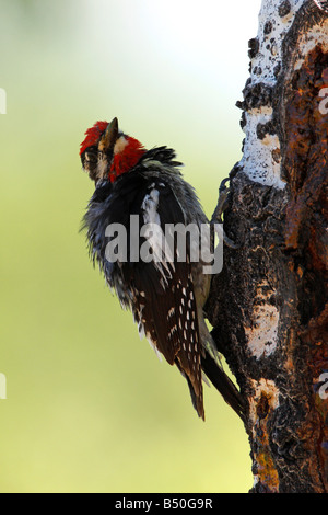 Rosso-naped Sapsucker Sphyrapicus nuchalis alimentazione su SAP e insetti dal tronco di albero al Red Rock Laghi Wildlife Refuge in luglio Foto Stock