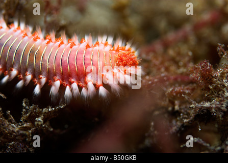 Barbuto fireworm o bianco worm tufted Hermodice carunculata closeup subacquea Foto Stock