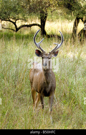 Maschio adulto Sambar cervi, Rusa unicolor, il Parco nazionale di Ranthambore, Rajasthan, India Foto Stock