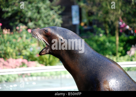 New York Zoo, Sealion bocca aperta Foto Stock