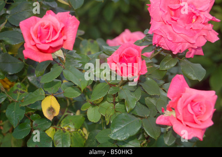 Graziosi fiori a Montrose pk, Edgware, London, England, Regno Unito Foto Stock