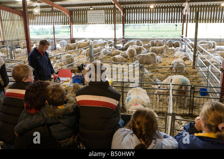 Dimostrazione pubblica di lambbing al Cotswold Farm Park, vicino a Guiting Power, Gloucestershire UK Foto Stock