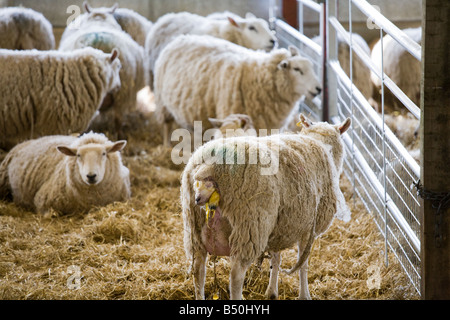 Una pecora alla nascita di un agnello durante un pubblico figliando dimostrazione a Cotswold Farm Park, vicino Guiting Power, Gloucestershire Foto Stock