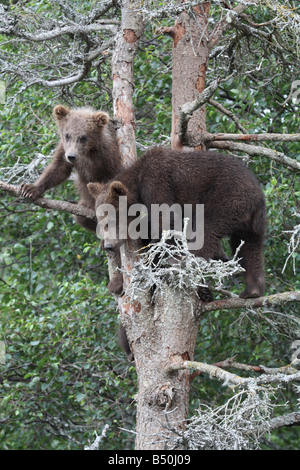 2 Grizzly Lupetti nella struttura ad albero, Katmai National Park, Alaska Foto Stock