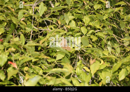 Foglie di albero a Montrose pk, Edgware, London, England, Regno Unito Foto Stock