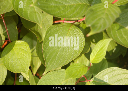 Foglie di albero a Montrose pk, Edgware, London, England, Regno Unito Foto Stock