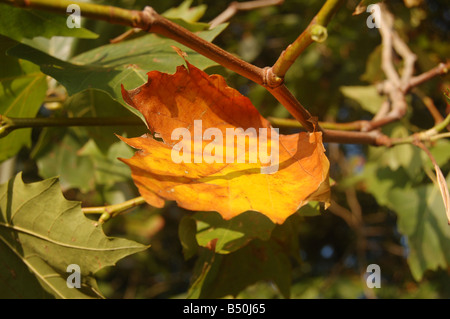 Foglie di albero a Montrose pk, Edgware, London, England, Regno Unito Foto Stock