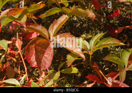 Piuttosto le foglie a Montrose pk, Edgware, London, England, Regno Unito Foto Stock