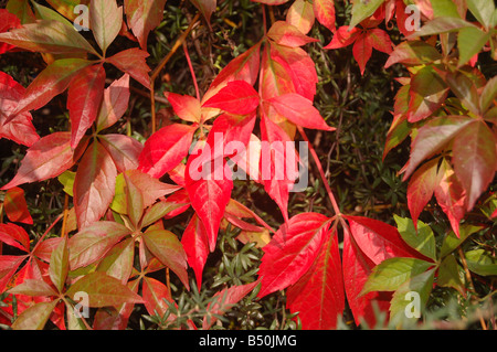 Piuttosto le foglie a Montrose pk, Edgware, London, England, Regno Unito Foto Stock