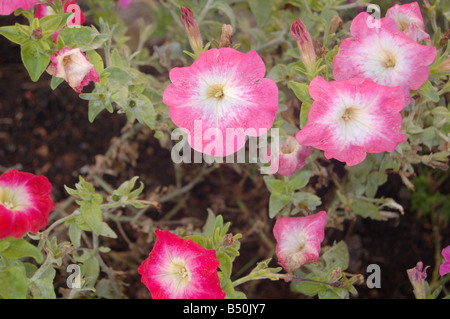 Graziosi fiori a Montrose pk, Edgware, London, England, Regno Unito Foto Stock