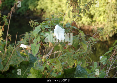 Graziosi fiori bianchi a Montrose pk, Edgware, London, England, Regno Unito Foto Stock