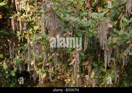 Foglie di albero a Montrose pk, Edgware, London, England, Regno Unito Foto Stock